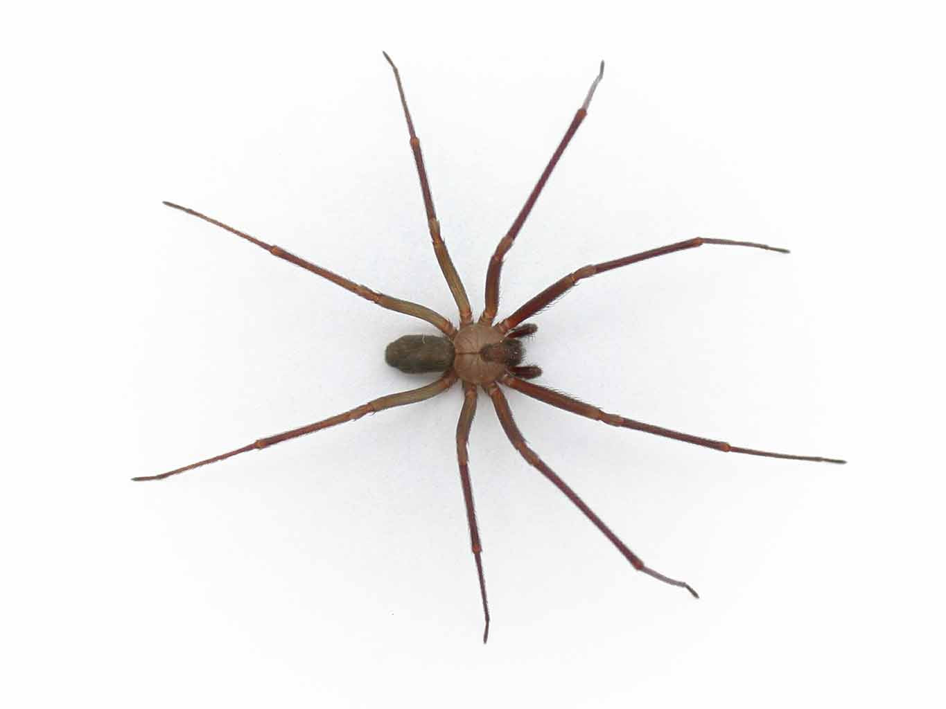 activated charcoal treatment for a brown recluse spider bite