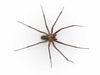 activated charcoal treatment for a brown recluse spider bite