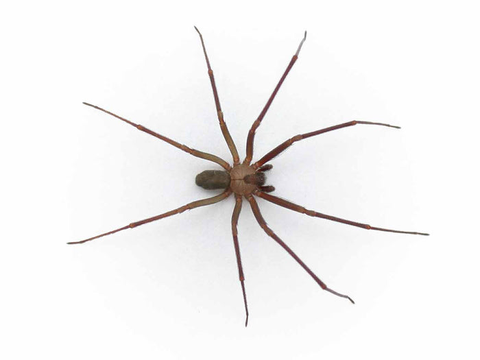 activated charcoal treatment for a brown recluse spider bite 